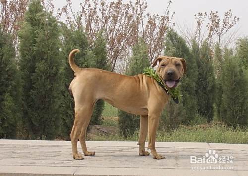 比特犬喂养的小常识