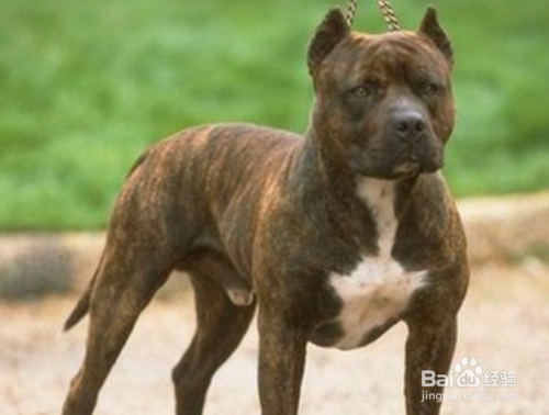 被比特犬咬怎么自保