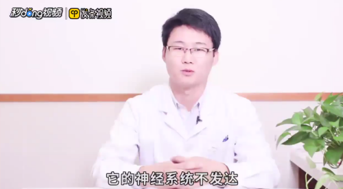 怎么看待藏獒和比特的攻击力