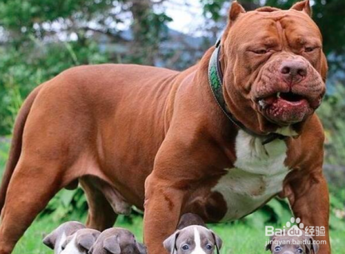 被比特犬咬怎么自保