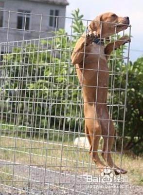 比特犬怎么训练