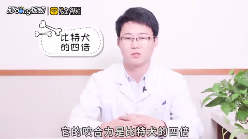 怎么看待藏獒和比特的攻击力