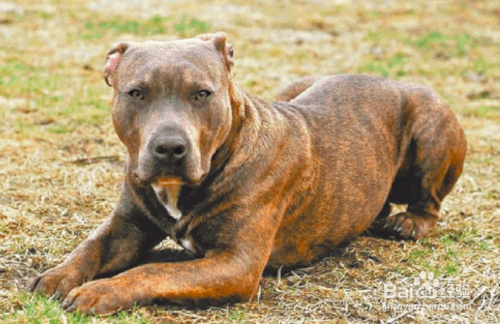 被比特犬咬怎么自保