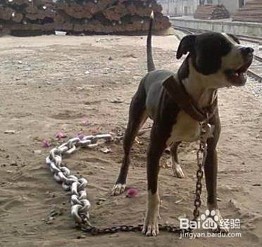 比特犬怎么训练