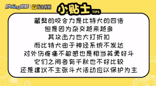 怎么看待藏獒和比特的攻击力