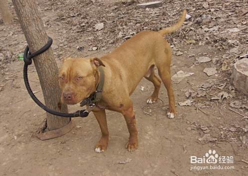 比特犬喂养的小常识