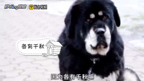 怎么看待藏獒和比特的攻击力