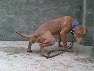 比特犬怎么训练