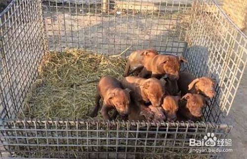 比特犬怎么训练