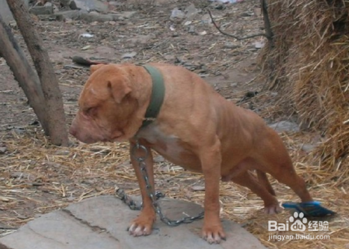 被比特犬咬怎么自保
