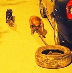比特犬怎么训练