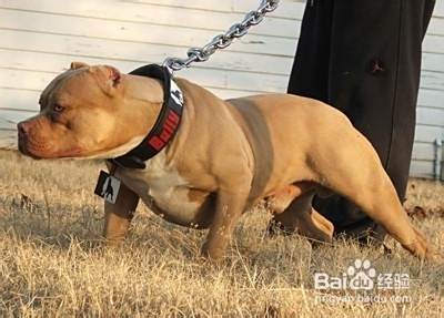 怎么训练比特犬的力量