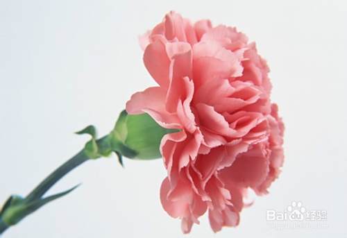 妈妈生日送什么礼物