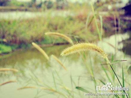 脸部过敏性皮炎