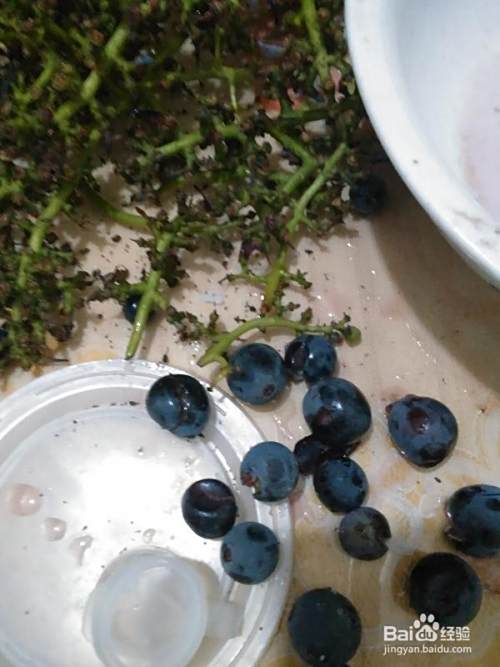 葡萄酒酿制DIY（一）