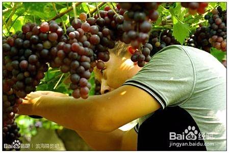 隔壁仓库：自制葡萄酒的酿制方法