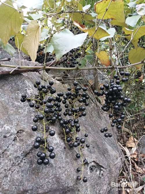 野生葡萄酒酿制