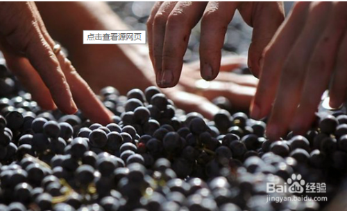 葡萄酒的酿制过程