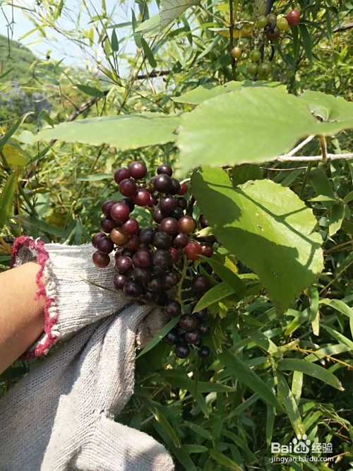 野生葡萄酒酿制