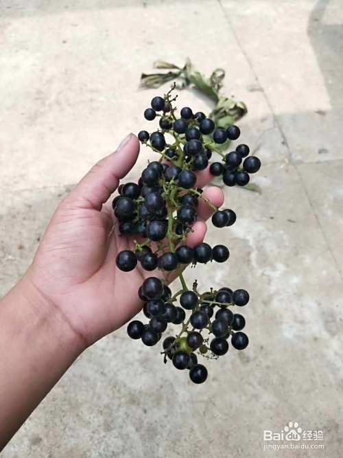 野生葡萄酒酿制