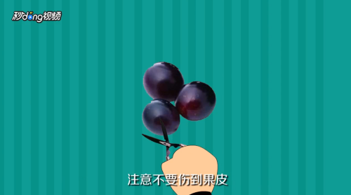 怎样用21天的时间在家酿制葡萄酒