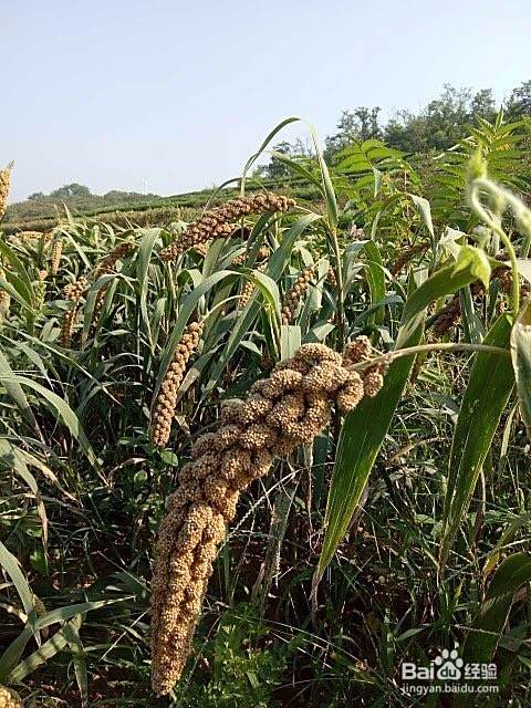 怎样熬小米粥好喝？小米粥怎样熬更有营养？