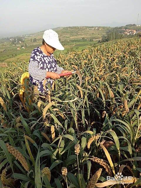 怎样熬小米粥好喝？小米粥怎样熬更有营养？