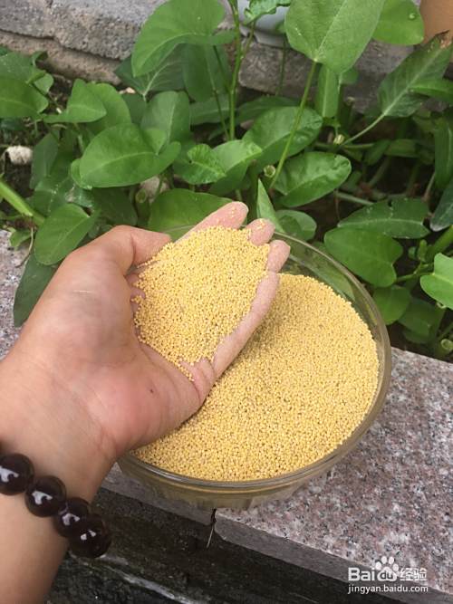 怎样熬小米粥好喝？小米粥怎样熬更有营养？