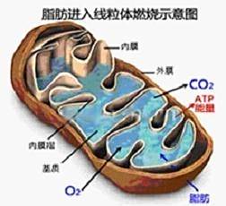 有关主食的几点常识