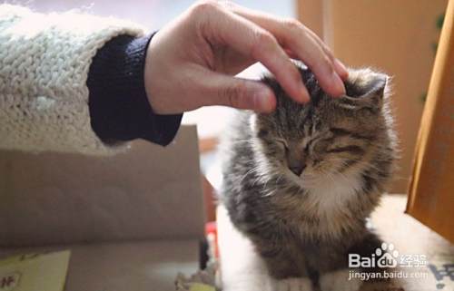 猫不吃主食罐怎么办