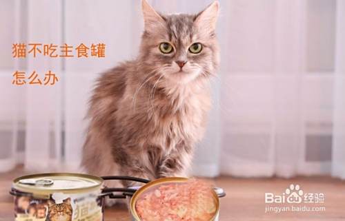 猫不吃主食罐怎么办