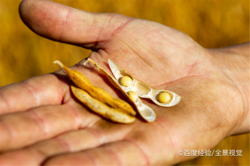 主食中加豆类的好处