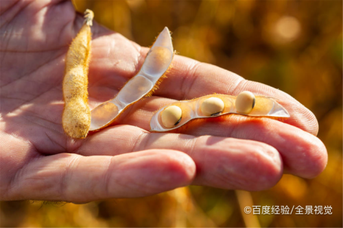 主食中加豆类的好处