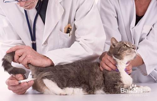 猫不吃主食罐怎么办