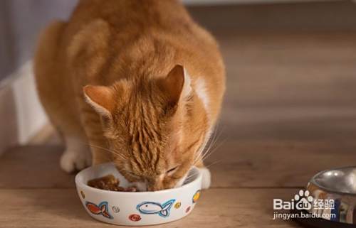 猫不吃主食罐怎么办