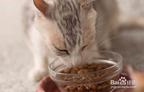 猫不吃主食罐怎么办