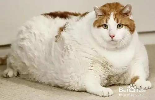 如何挑选猫咪主食罐？