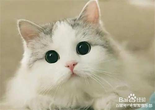 如何挑选猫咪主食罐？