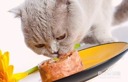 猫不吃主食罐怎么办