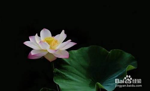 养生和药物有什么区别？
