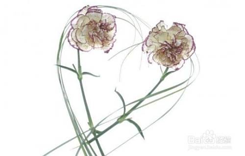 养生和药物有什么区别？