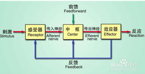 高血压与反馈控制系统