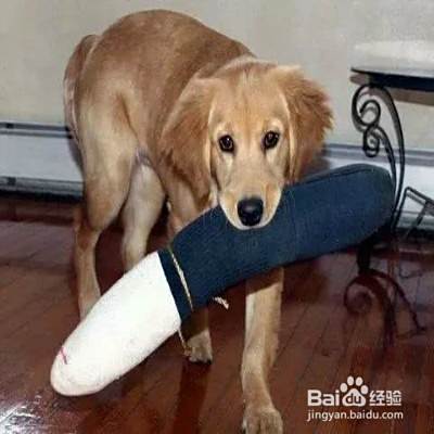 挑选狗狗玩具的注意事项