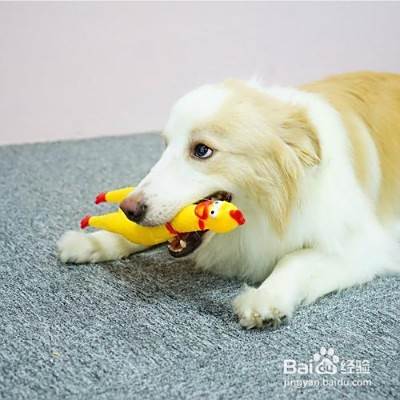 挑选狗狗玩具的注意事项