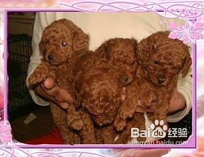 【乐趣】怎么鉴别纯种泰迪犬