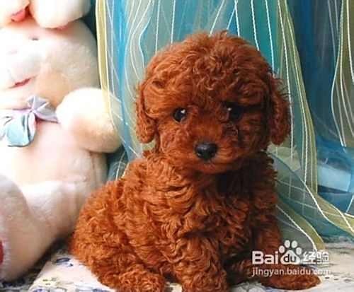 简单介绍比熊犬和泰迪犬