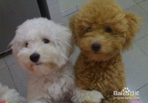 泰迪犬和比熊犬的区别