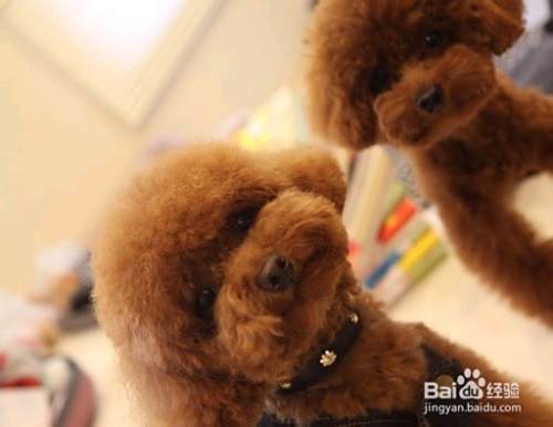 怎么训练泰迪犬上厕所
