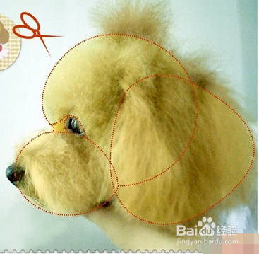 泰迪犬头部修剪教程