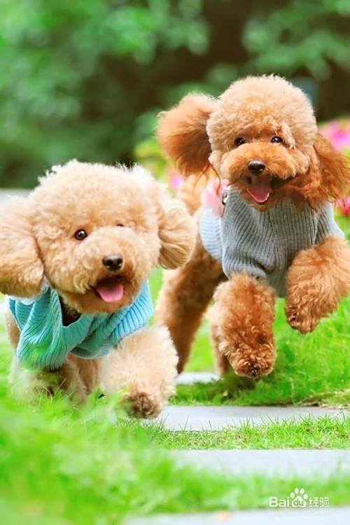 泰迪犬怎么喂养